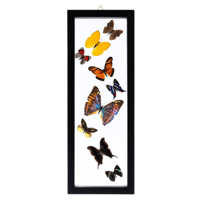 Real Butterflies in Black Frame - Set of 9
