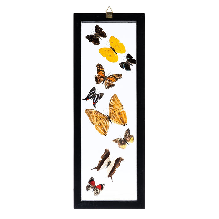 Real Butterflies in Black Frame - Set of 9