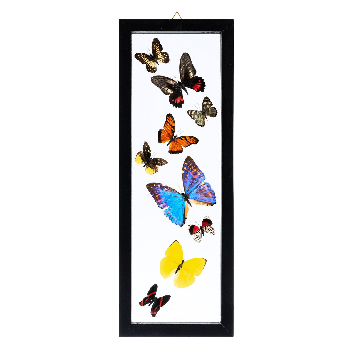 Real Butterflies in Black Frame (Set of 9) For Sale — Skulls Unlimited International, Inc.