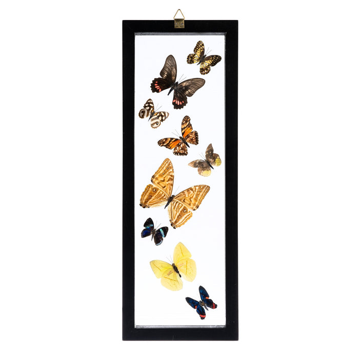 Real Butterflies in Black Frame - Set of 9