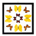 Real Butterflies in Black Frame - Set of 12