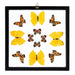 Real Butterflies in Black Frame - Set of 12