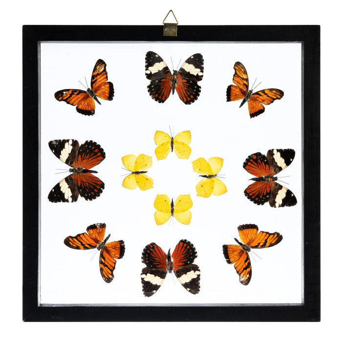 Real Butterflies in Black Frame - Set of 12