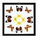 Real Butterflies in Black Frame - Set of 12