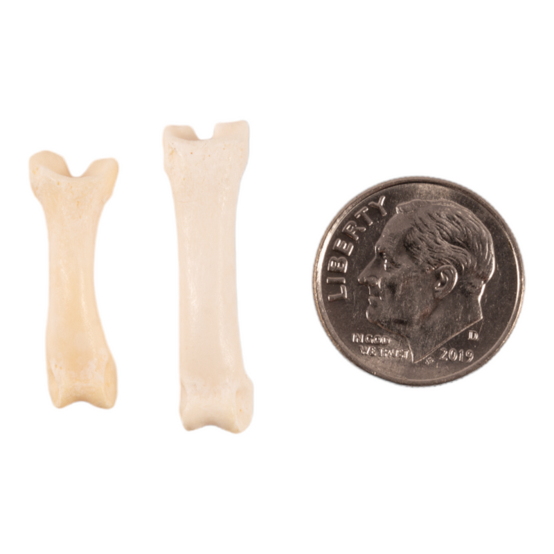 Real Coyote Phalange Pair