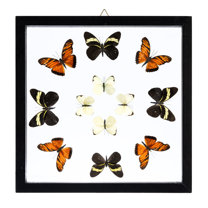 Real Butterflies in Black Frame - Set of 12