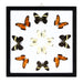 Real Butterflies in Black Frame - Set of 12