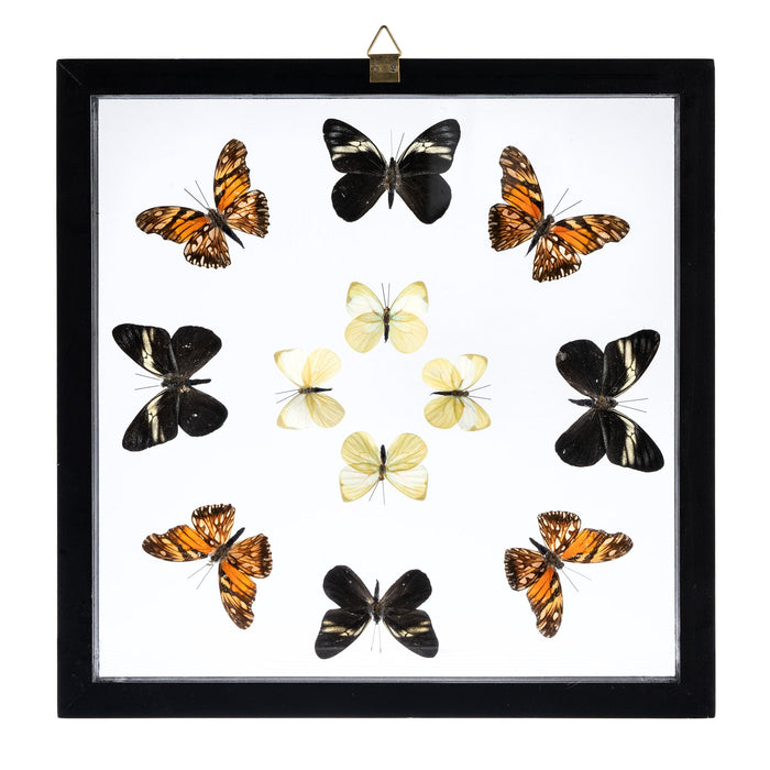 Real Butterflies in Black Frame - Set of 12