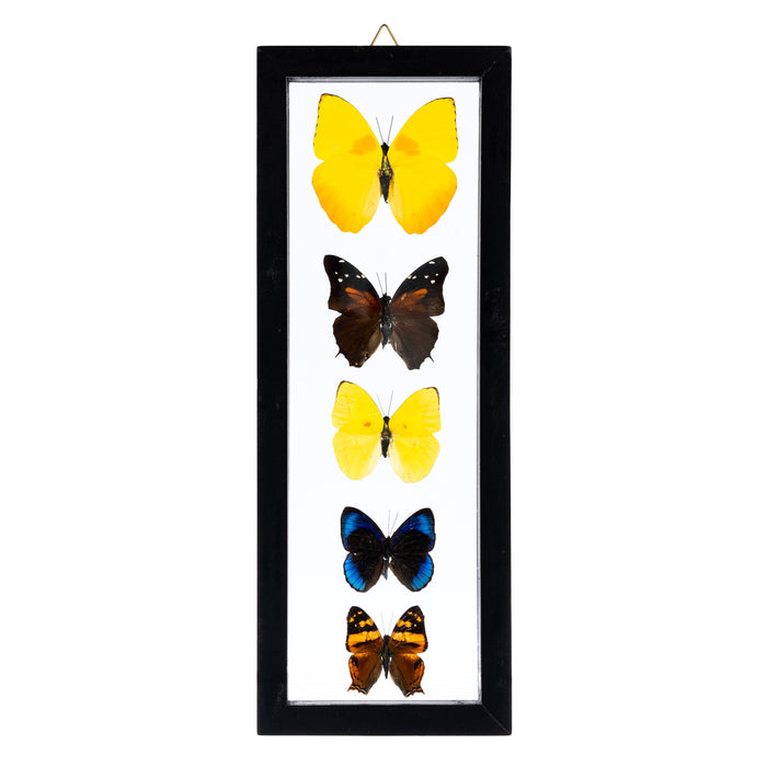 Real Butterflies in Black Frame (Set of 5) For Sale — Skulls Unlimited