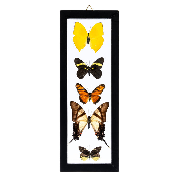 Real Butterflies in Black Frame (Set of 5) For Sale — Skulls Unlimited