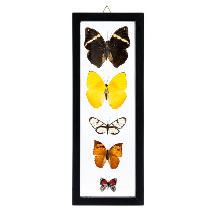 Real Butterflies in Black Frame (Set of 5) For Sale — Skulls Unlimited