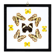 Real Butterflies in Black Frame - Set of 9