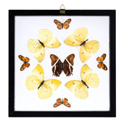Real Butterflies in Black Frame - Set of 9