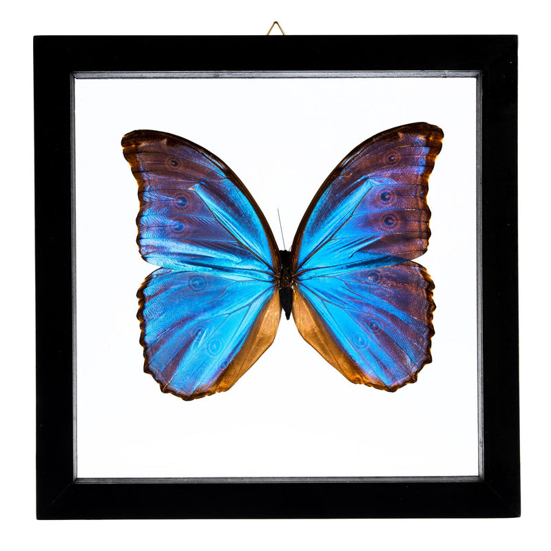 Real Big Morpho Butterfly in Black Frame