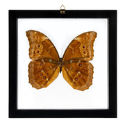 Real Big Morpho Butterfly in Black Frame