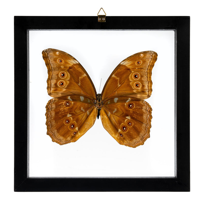 Real Big Morpho Butterfly in Black Frame