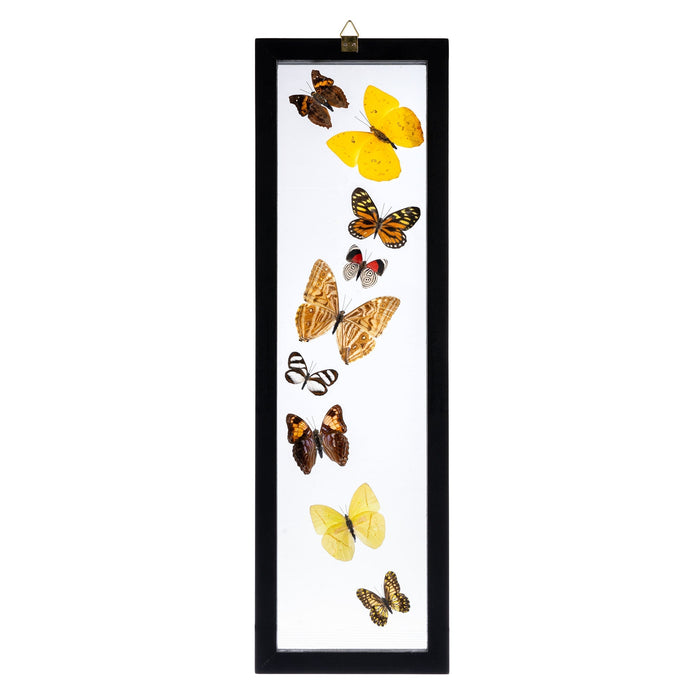 Real Butterflies in Black Frame - Set of 9