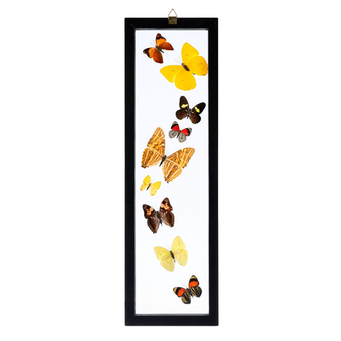 Real Butterflies in Black Frame - Set of 9