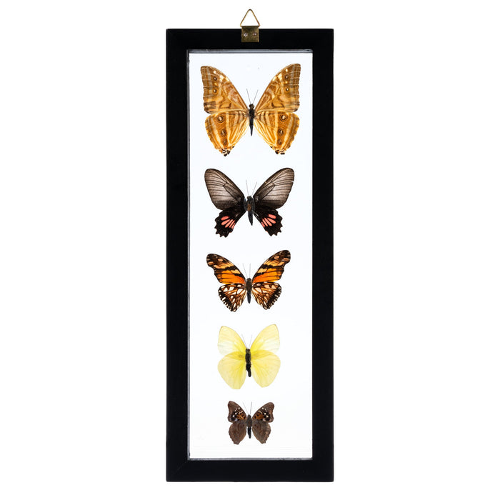 Real Butterflies in Black Frame - Set of 5