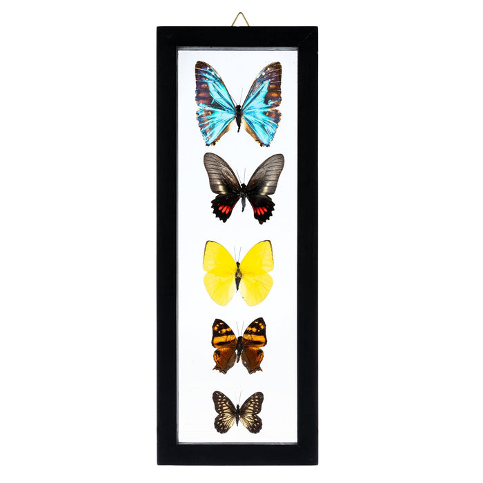 Real Butterflies in Black Frame - Set of 5