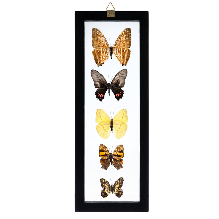 Real Butterflies in Black Frame - Set of 5