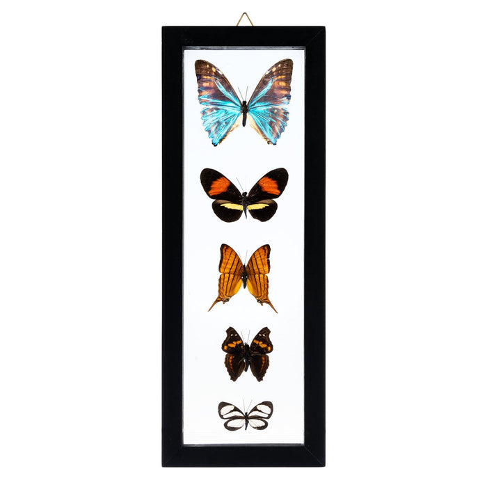 Real Butterflies in Black Frame - Set of 5
