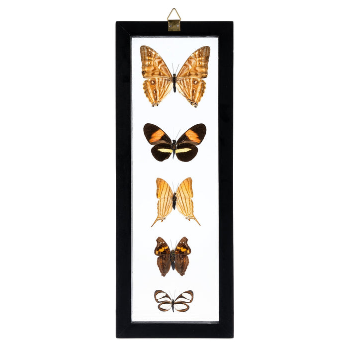 Real Butterflies in Black Frame - Set of 5