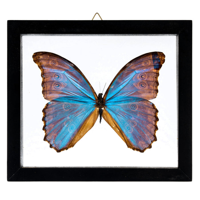 Real Blue Morpho Butterfly in Black Frame