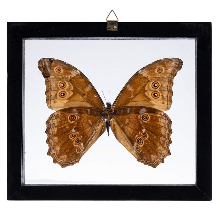 Real Blue Morpho Butterfly in Black Frame