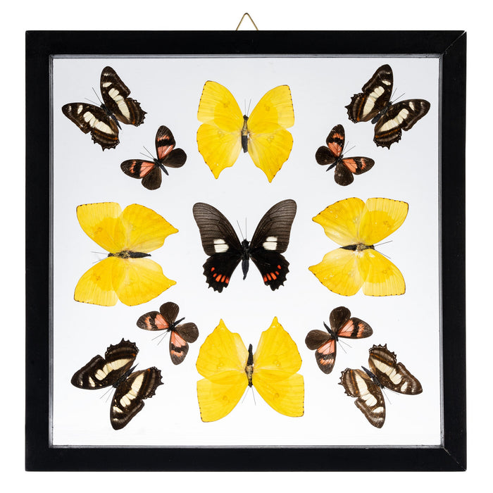 Real Butterflies in Black Frame - Set of 13
