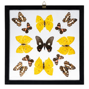 Real Butterflies in Black Frame - Set of 13