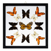 Real Butterflies in Black Frame - Set of 13
