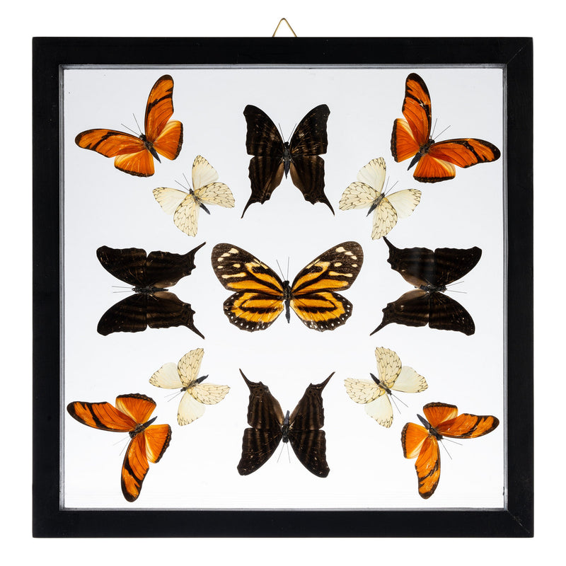 Real Butterflies in Black Frame - Set of 13