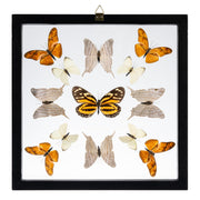 Real Butterflies in Black Frame - Set of 13