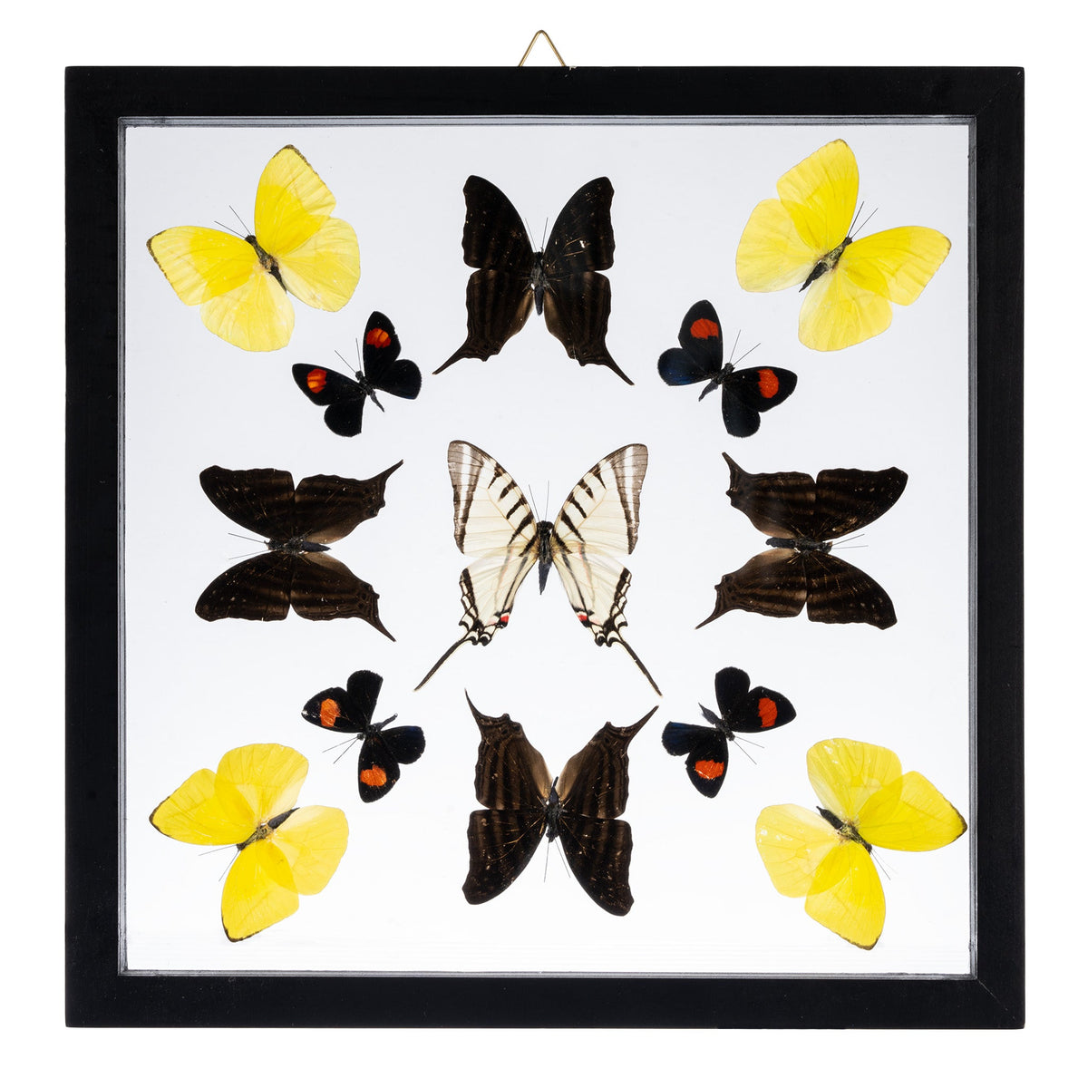 Real Butterflies in Black Frame Set of 13 — Skulls Unlimited International, Inc.