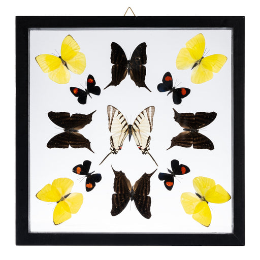 Real Butterflies in Black Frame - Set of 13