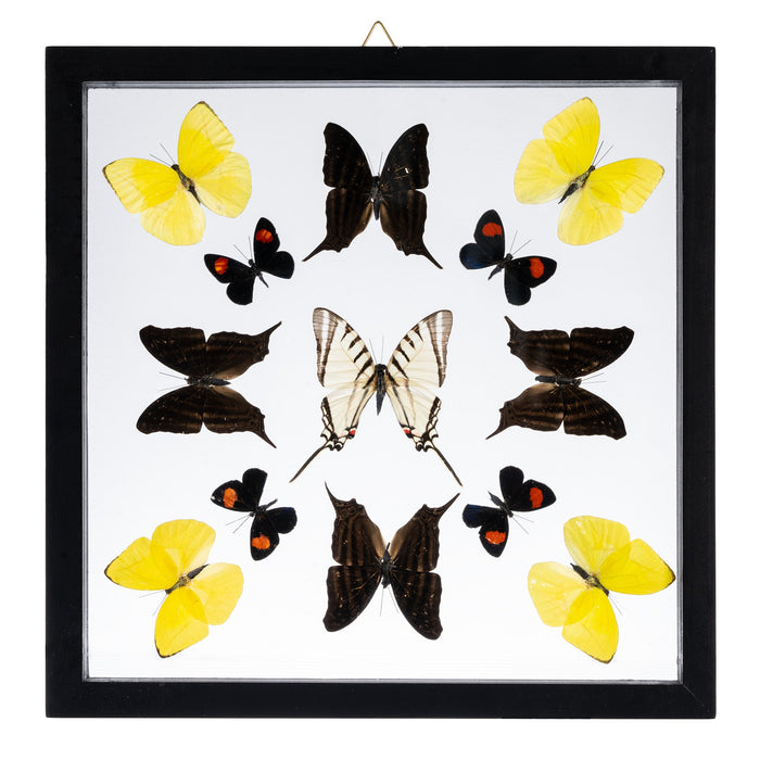 Real Butterflies in Black Frame - Set of 13