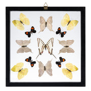 Real Butterflies in Black Frame - Set of 13