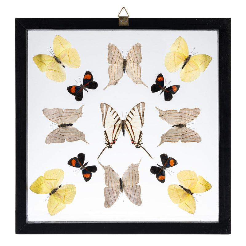 Real Butterflies in Black Frame - Set of 13