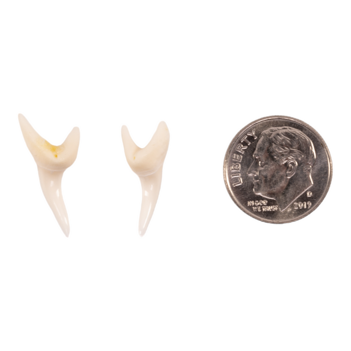 Real Mako Shark Tooth - Set of 2