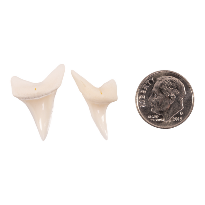 Real Mako Shark Tooth - Set of 2