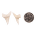 Real Mako Shark Tooth - Set of 2