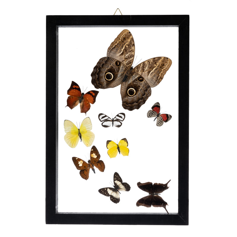 Real Butterflies in Frame - Set of 9