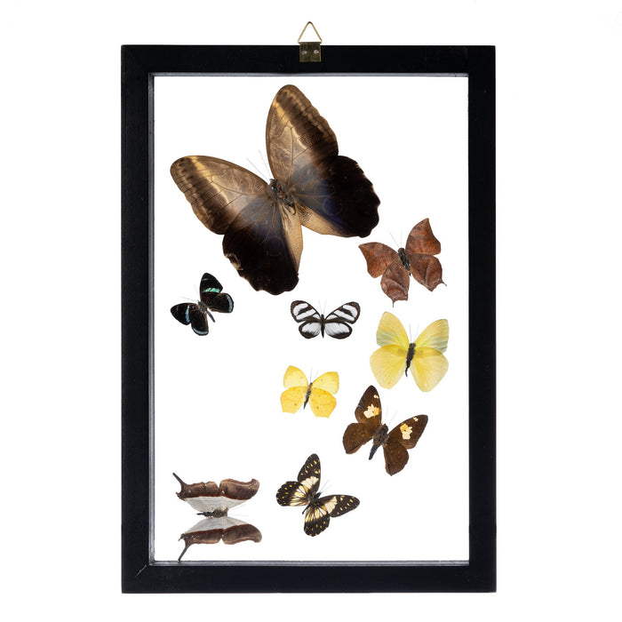 Real Butterflies in Frame - Set of 9