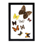 Real Butterflies in Frame - Set of 9