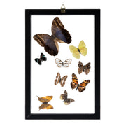 Real Butterflies in Frame - Set of 9