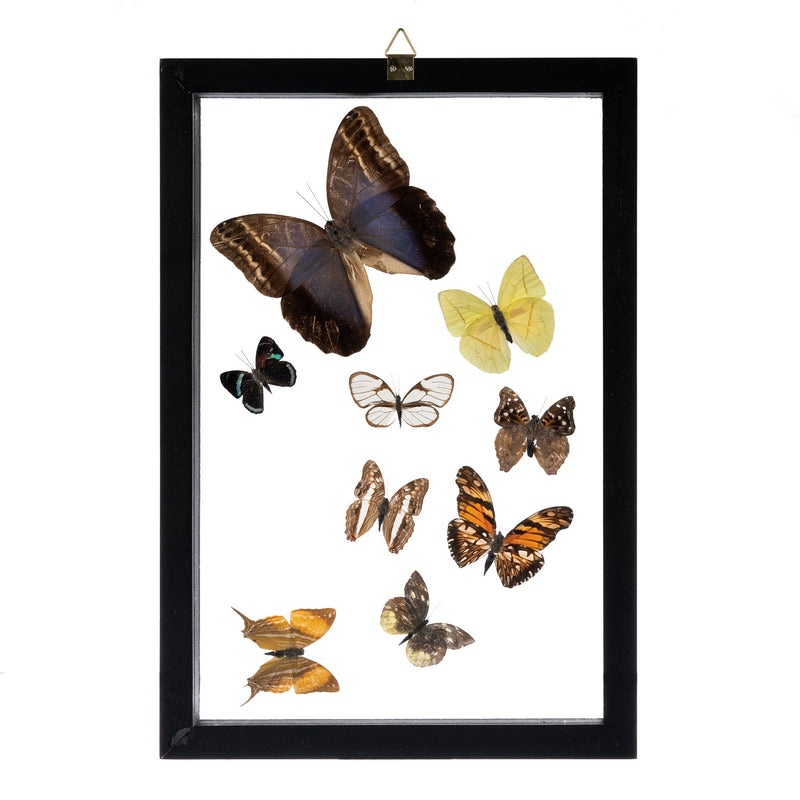 Real Butterflies in Frame - Set of 9