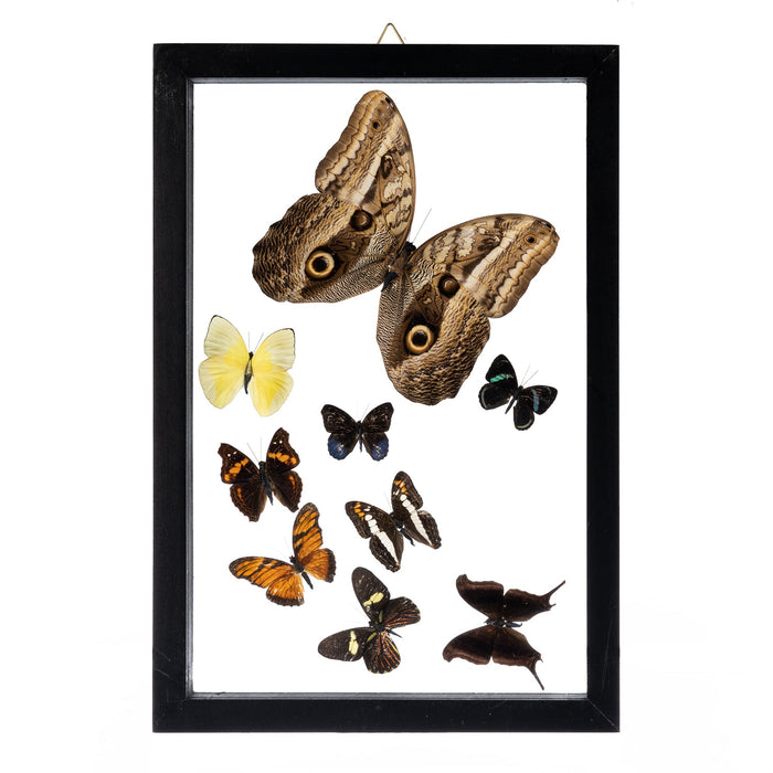 Real Butterflies in Frame - Set of 9