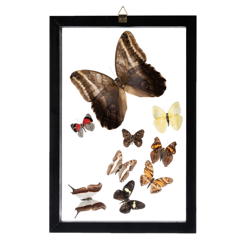 Real Butterflies in Frame - Set of 9