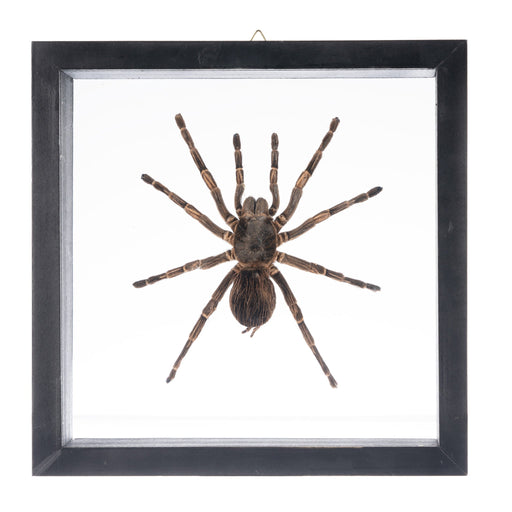 Real Tarantula in Black Frame